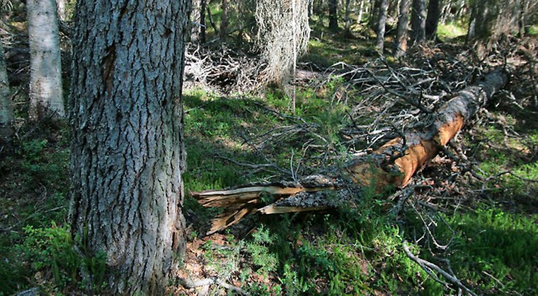 I Kåtamyran finns stora mängder gamla granar och tallar som är mellan 300 till 400 år gamla.