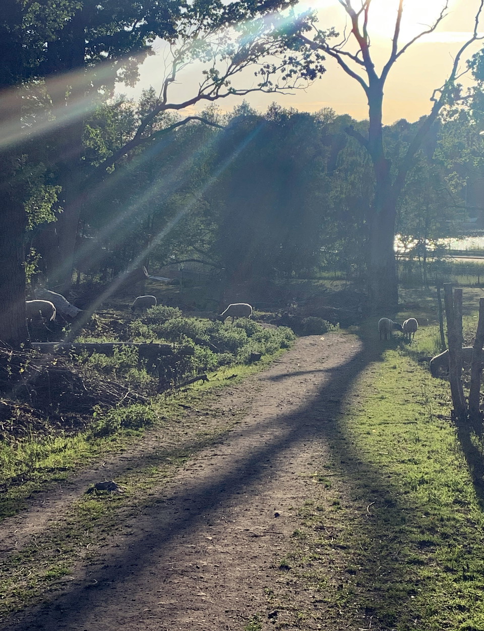 Fåren hjälper till att hålla Kärsöns landskap öppet. Foto: Lena Malmström