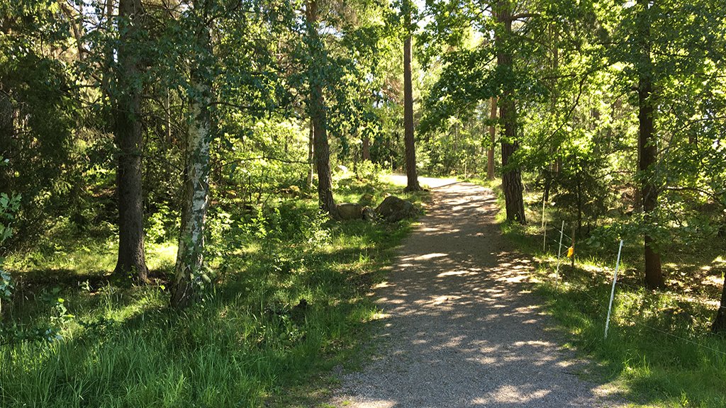 En skogsväg.