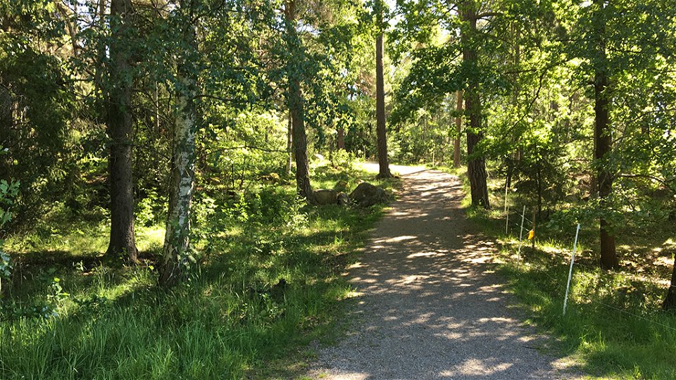 En skogsväg.