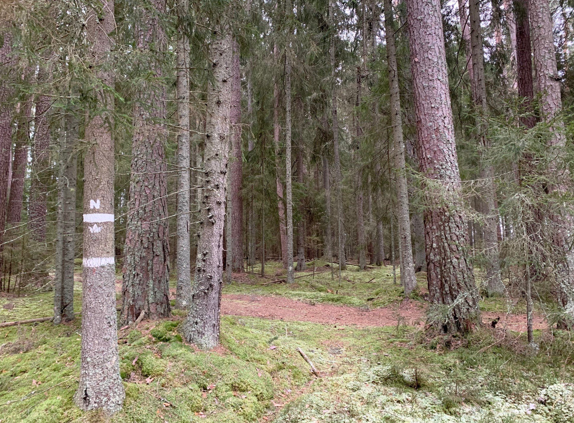 Markering Pål-skogen