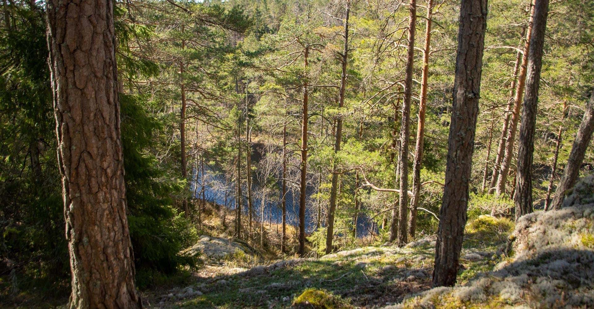 Stora Namnsgölen runt.
Norrköping