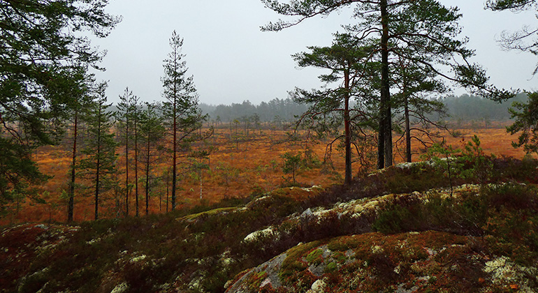 Olsmossen, Naturreservat