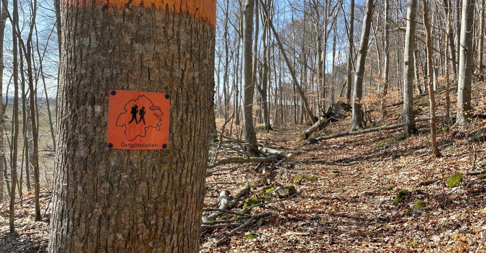 Bokskog ovanför Alvastra kloster.
Etapp: Alvastra - Borghamn, Stora Klintslingan.
Ödeshög