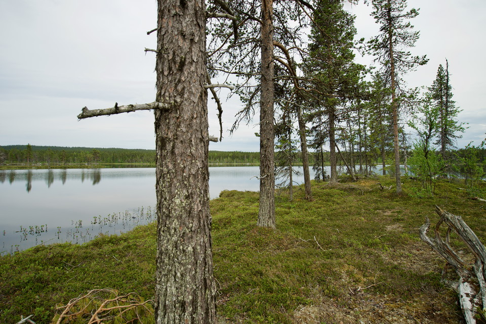 Nattsjön.