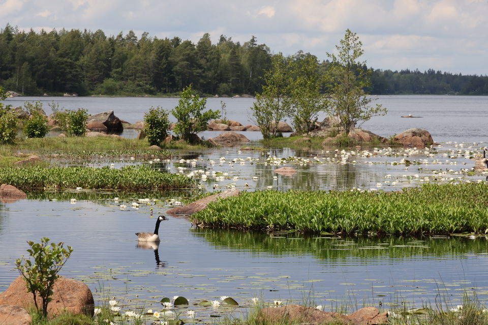 Foto: Niklas Kämpargård