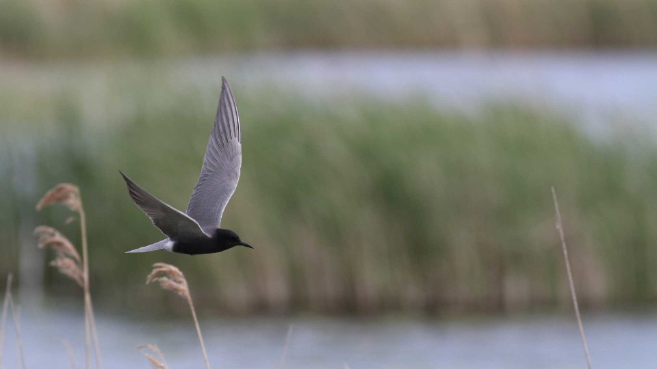 En svarttärna flyger över vassen