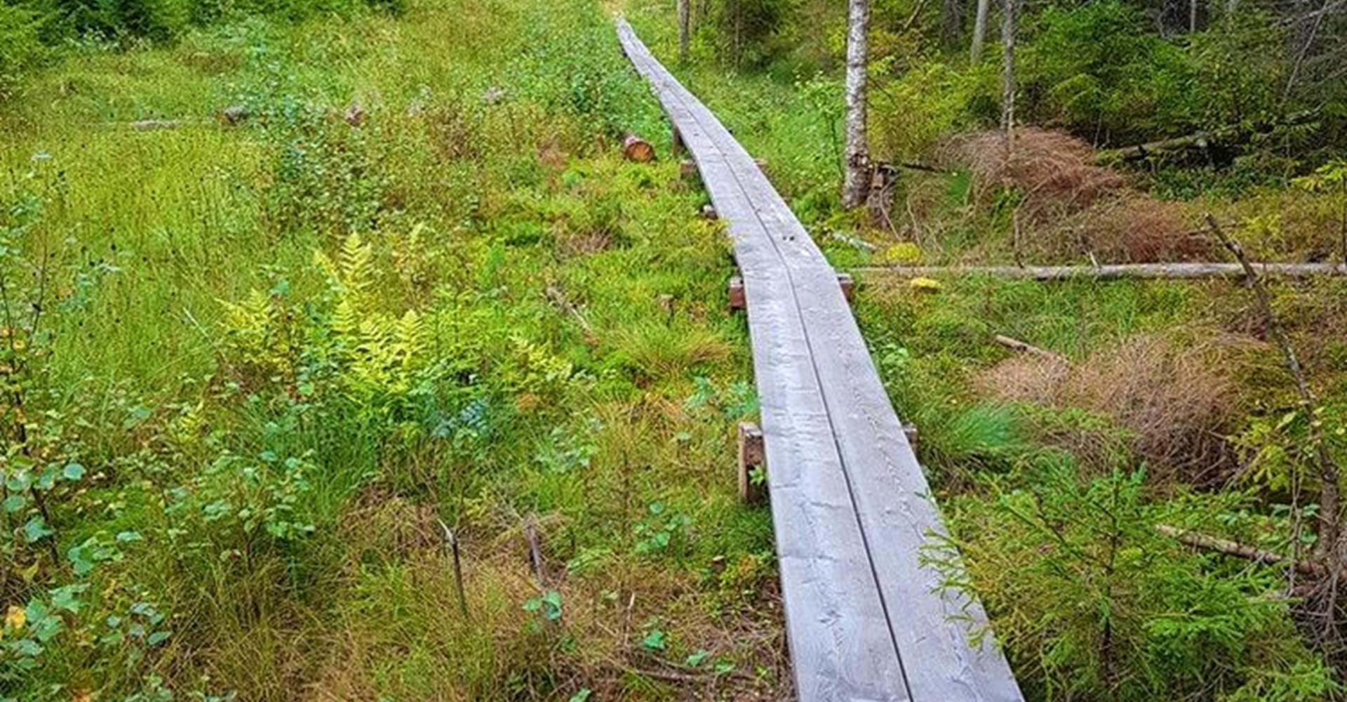 Rundslinga i Tjällmoskogarna.
Motala.