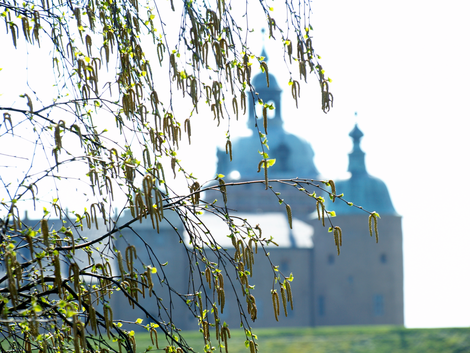 Björkris, Kalmar slott