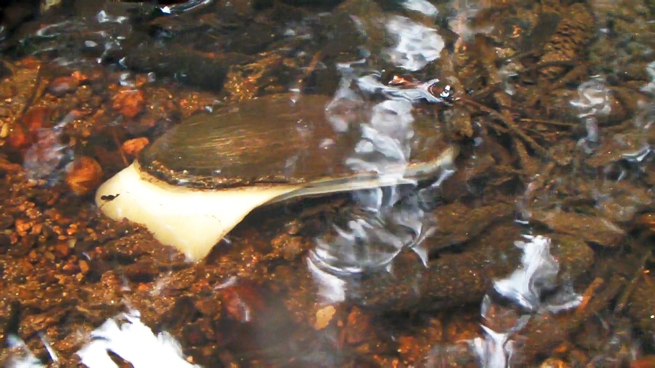 En flodpälmussla under vatten som sticker ut sin fot ur skalet.