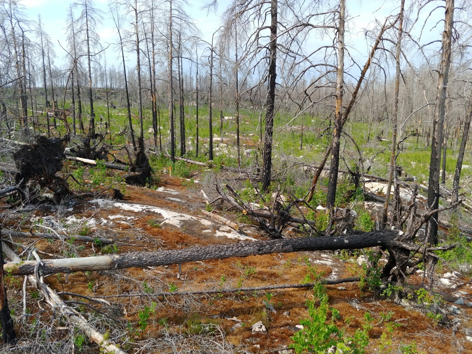 En skog där det har brunnit, viss ny grönska syns.