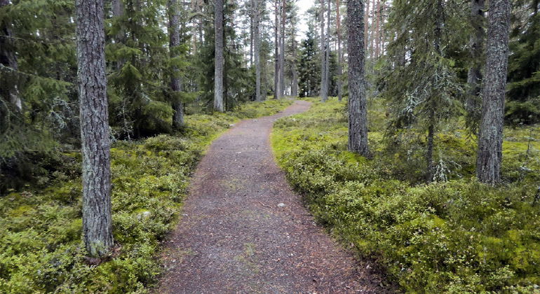 Rullstolsanpassad led (packat, finkornigt grus) på Arnäs udde.