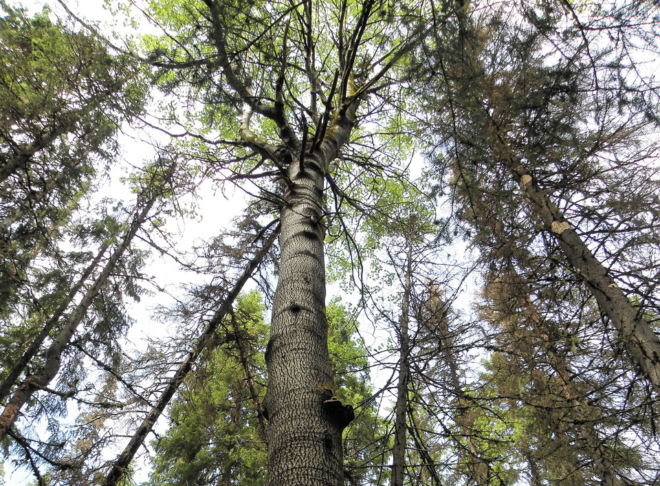 Bild på en grov asp