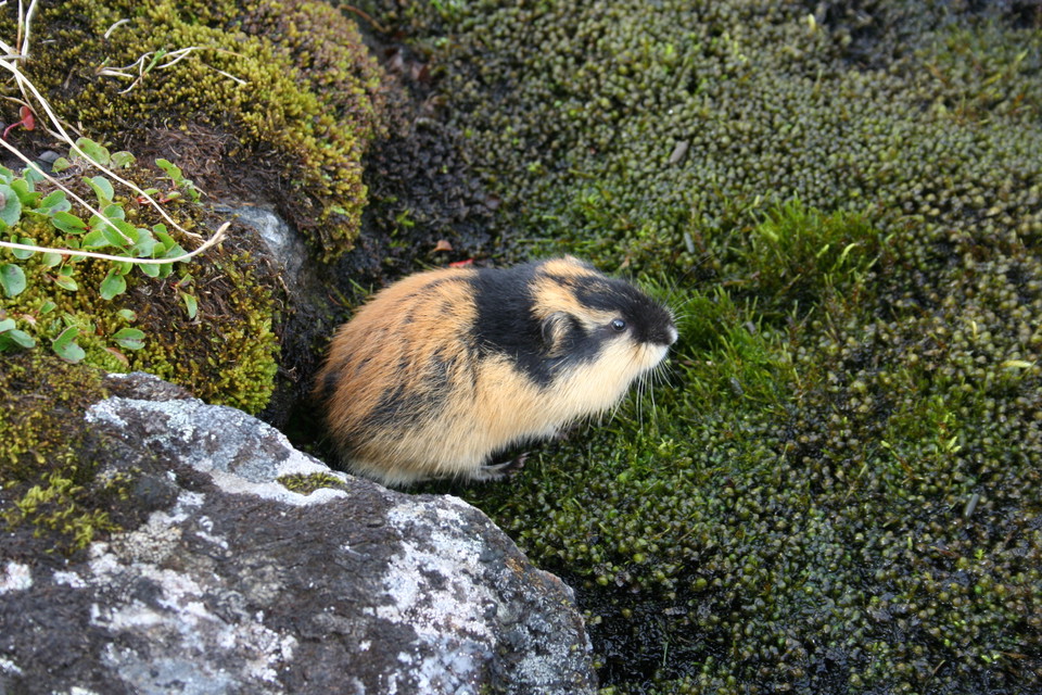 Fjällämmel.