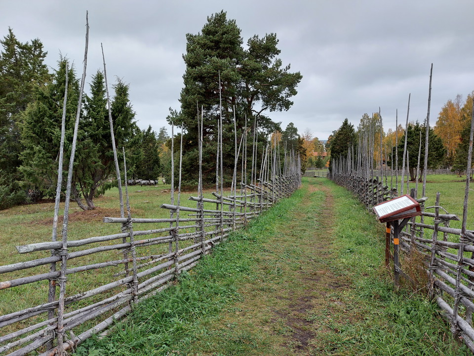 Fåren på efterbete