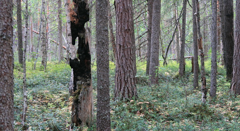 En brandhögstubbe i skogen vittnar om de bränder som en gång härjade i området.