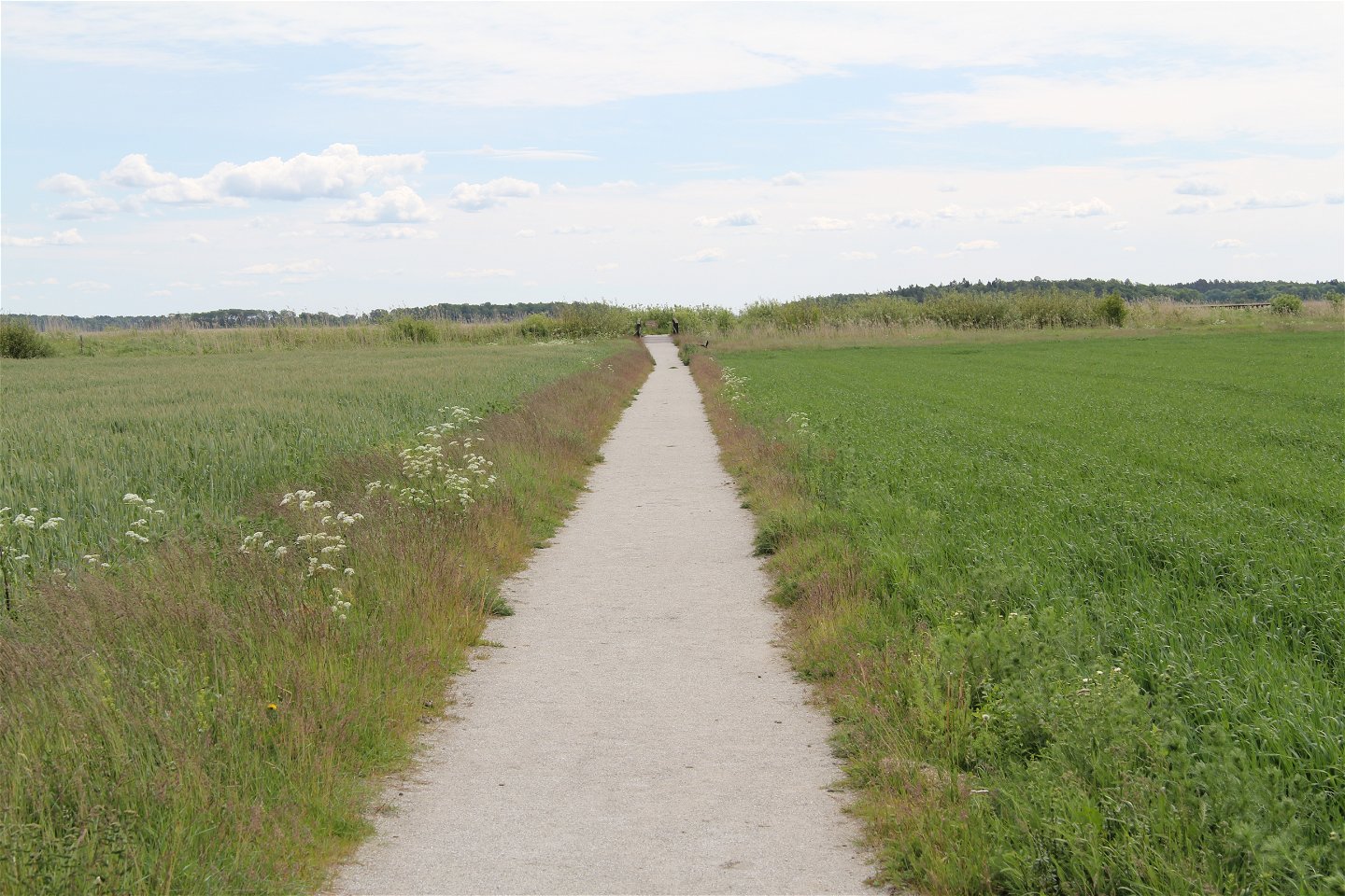 En grusad gångväg som går rakt fram mellan två åkrar där gröda växer.