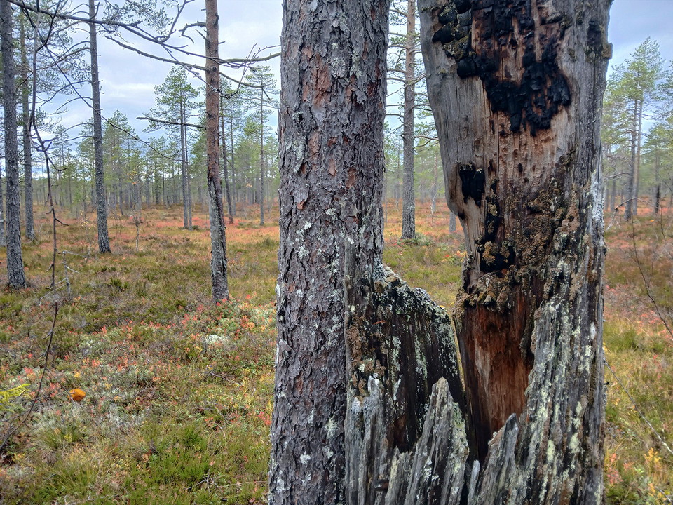 Brända tallstubbar på Åsmyran
