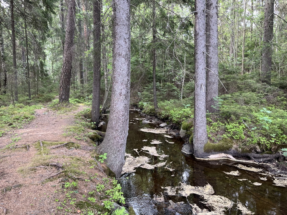 Vy över bäcken