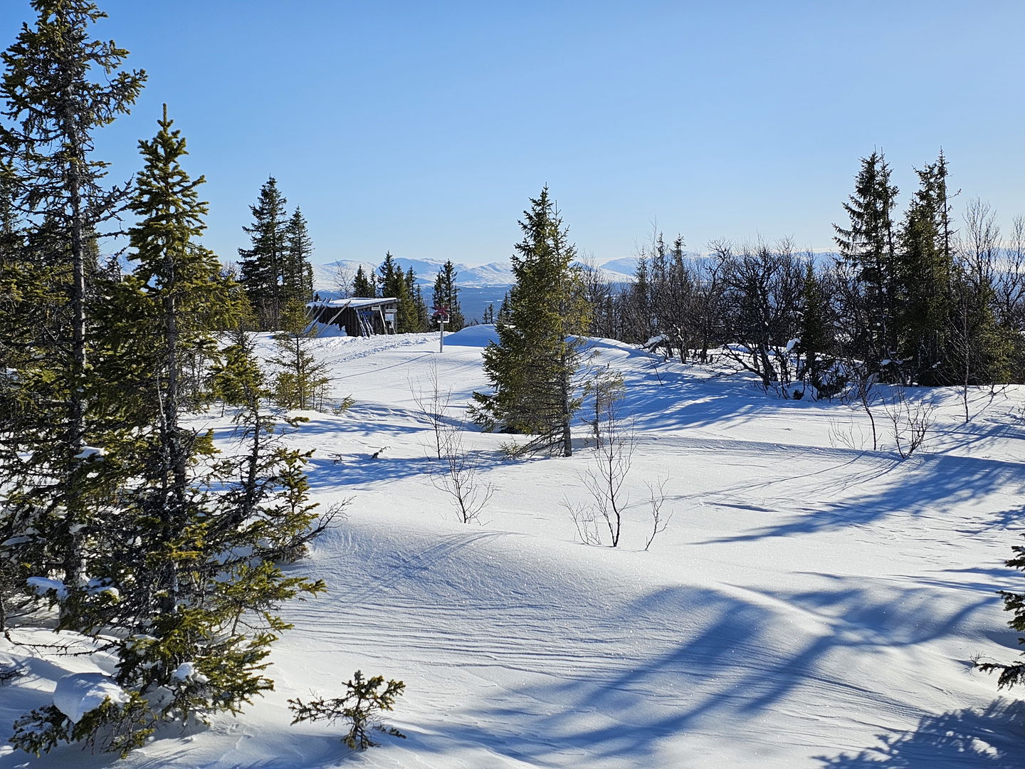Ett vindskydd anas i skogen bland träden i en snöig miljö