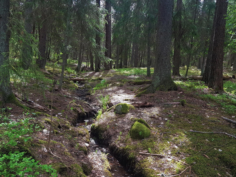 Granskogsmiljö i Sandaskogen.