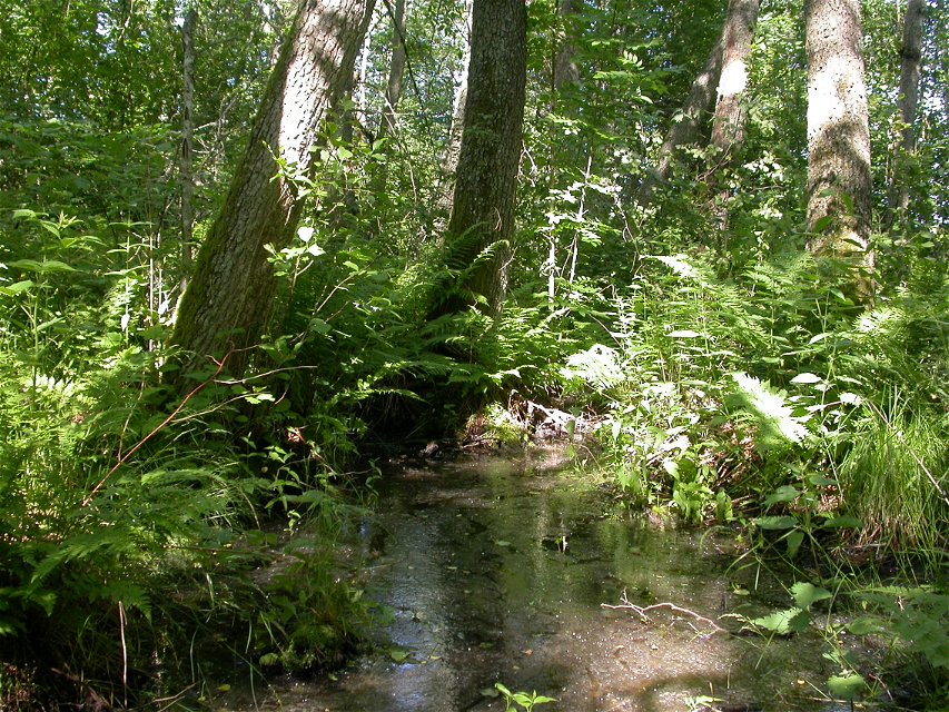 Tät skog med många ormbunkar och tät vegetation. Marken är täckt av vatten.