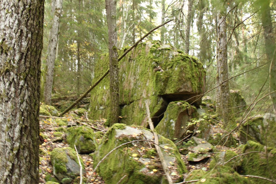 Mitt i skogen står ett stort stenblock omgiven av mindre stenblock.