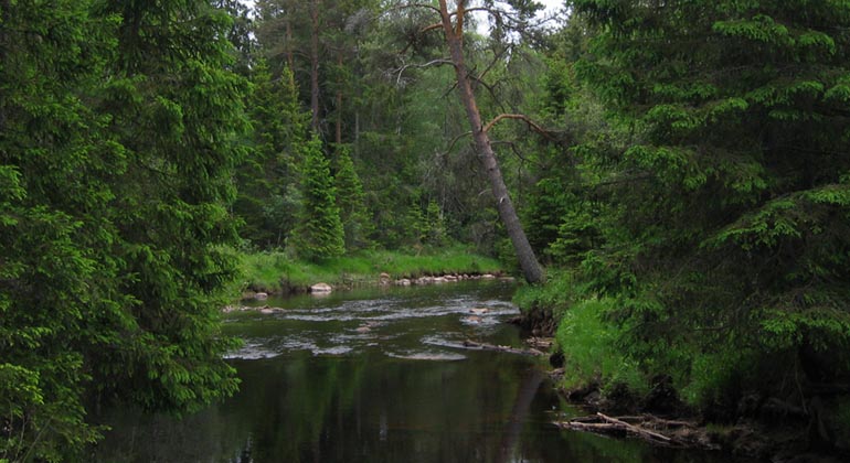 Nittälven.