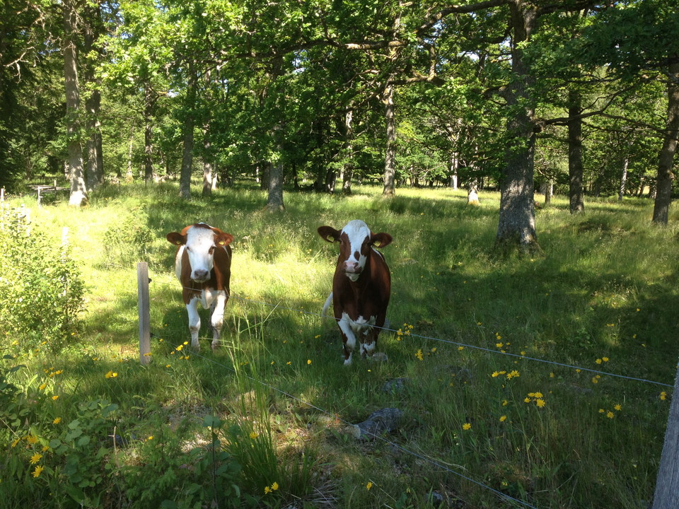 Fotograf: Ellen Flygare