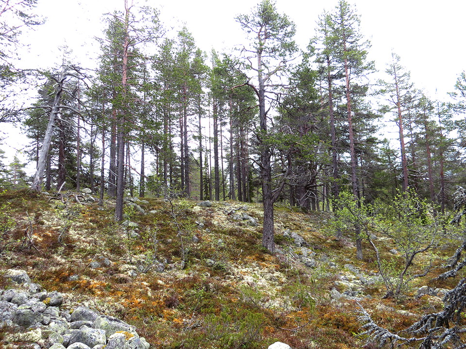Miljöbild från Sörvallen-Mellanåsen
