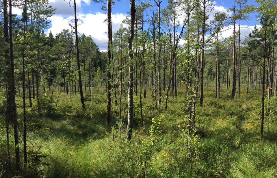 Grönskande myr med små tallar.