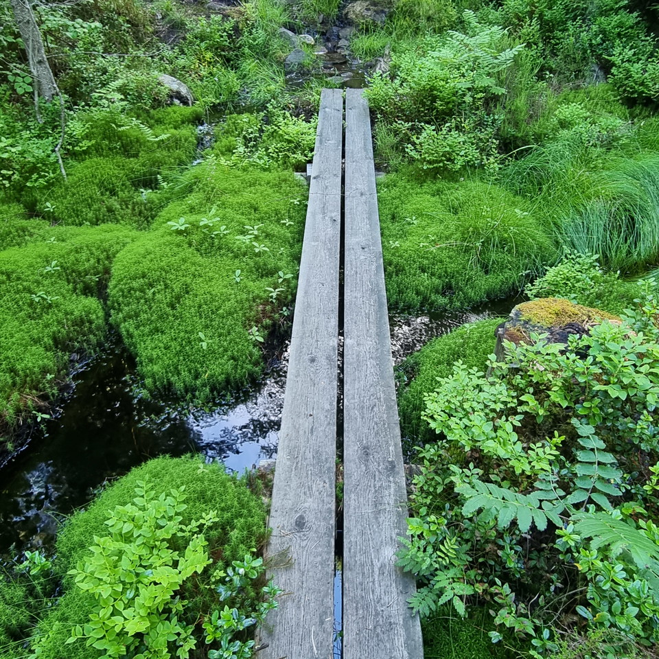 Duck boards north of Djupdalshöjden