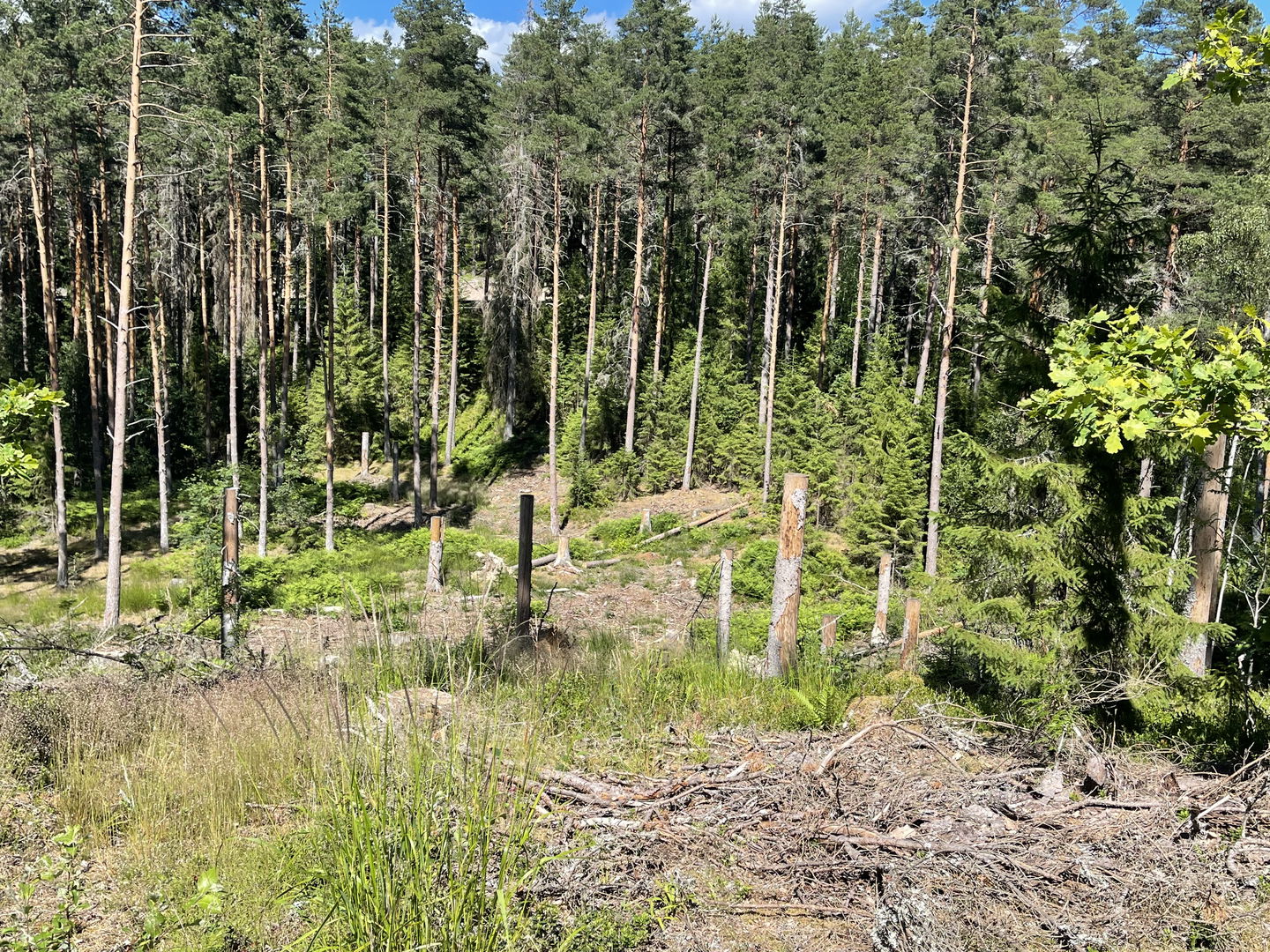 Bilden visar avverkad skog i naturreservatet