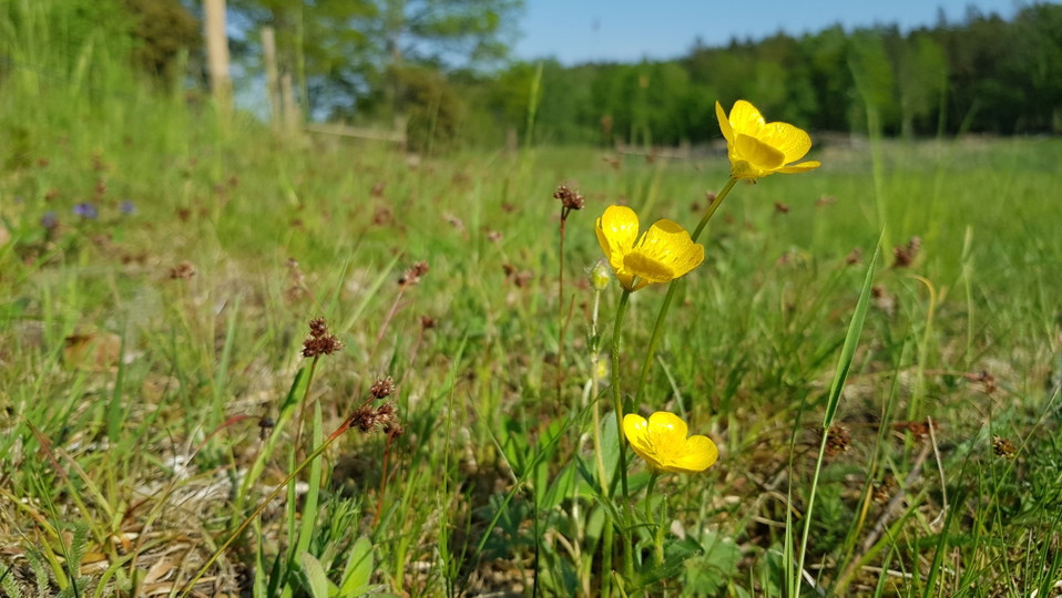 Knölsmörblomma i beteshage vid Västra Långängskärret. Foto Lidingö stad