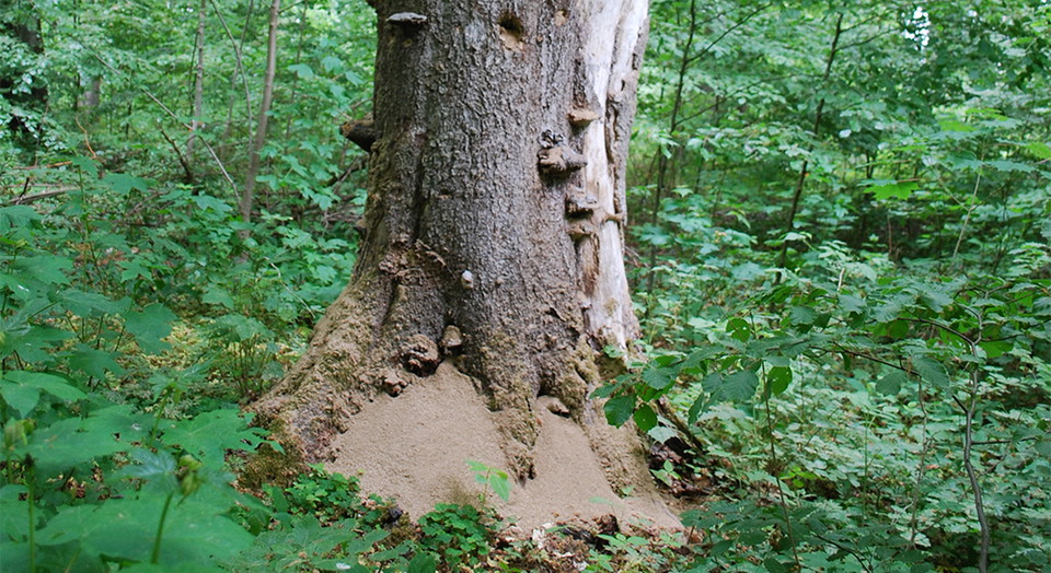 Högstubbe med mulm (trädmjöl).
