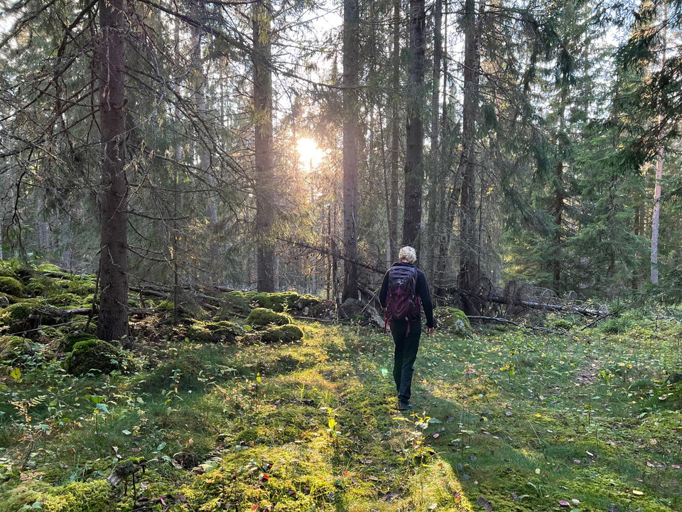 Trolsk stämning i granskogen.