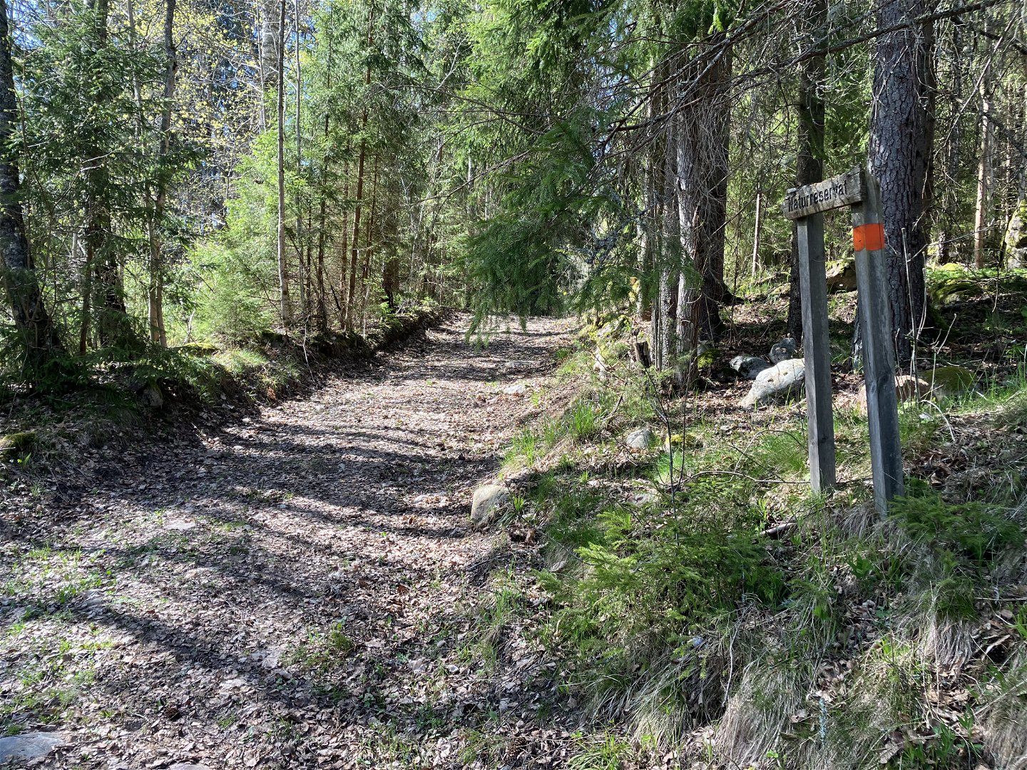 Starten av vandringsleden går uppför på en körväg genom ett brukat skogslandskap