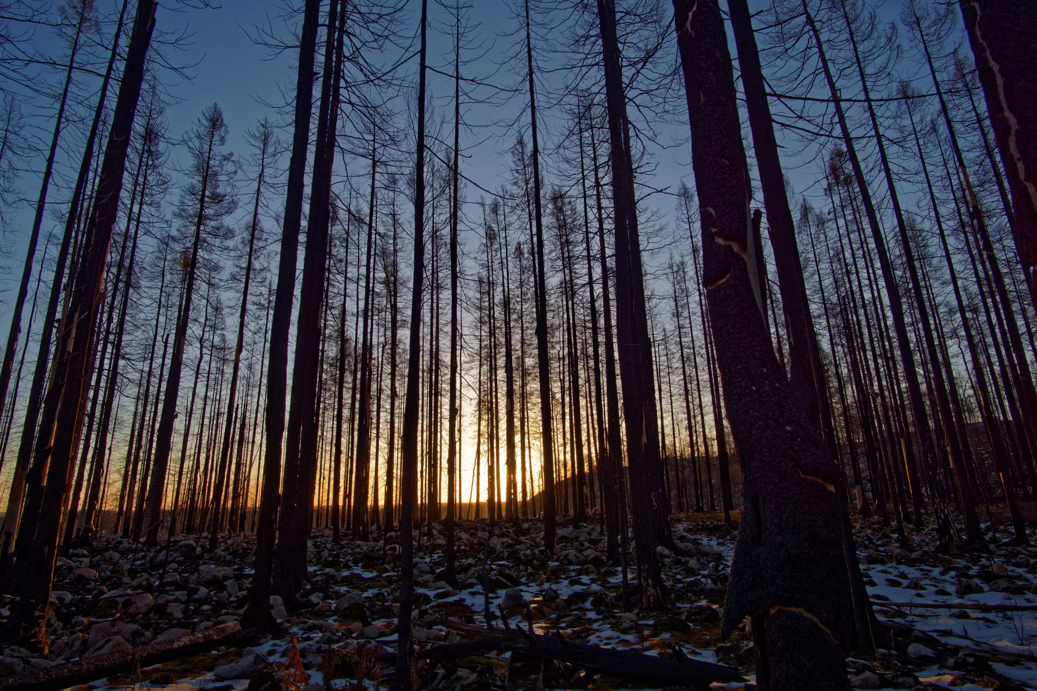 Solen går ner bakom de svartbrända träden.