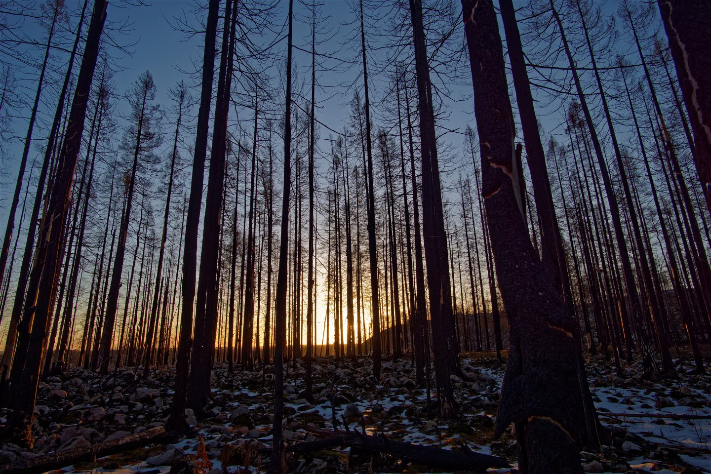 Solen går ner bakom de svartbrända träden.