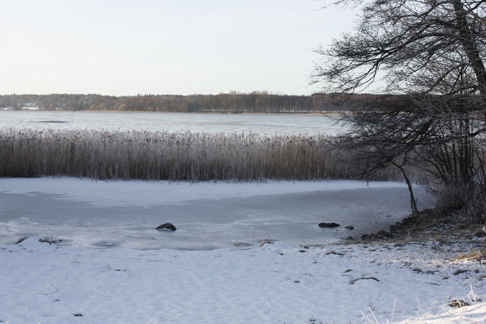 Snötäckt strand med mycket vass. Det ligger is på vattnet.