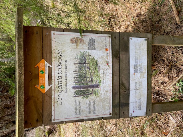 Bild på informationsskylt om  den gamla tallskogen