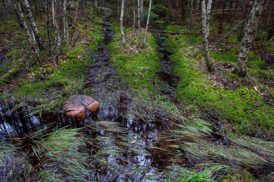 Körspår i blöt skogsmark