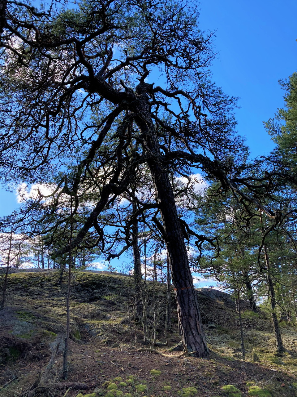 Högt uppe på Kasberget står flera riktigt gamla tallar. 