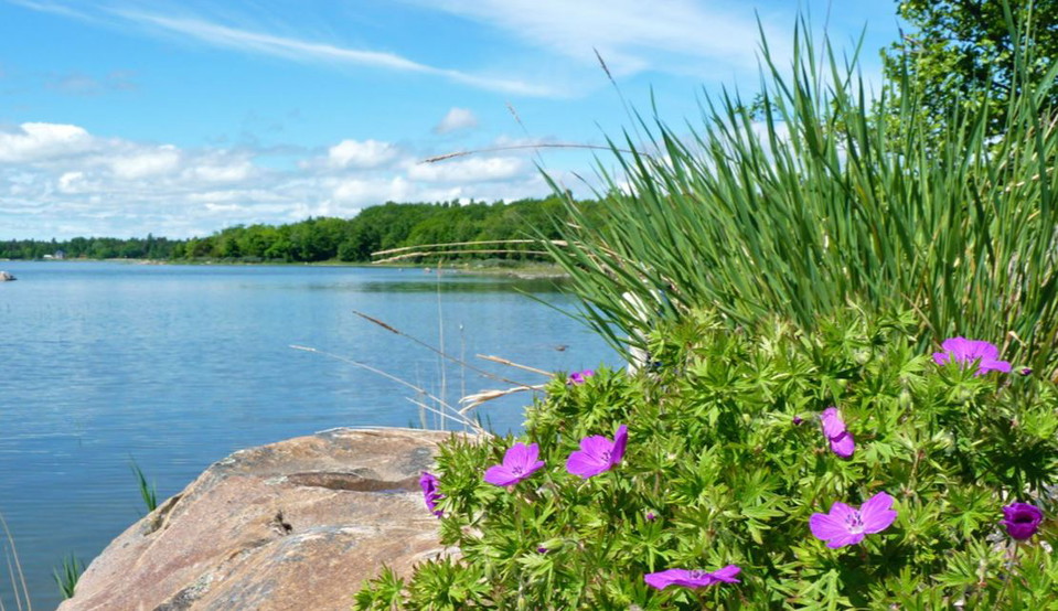 Från klipporna kan du ta ett dopp i Östersjön.