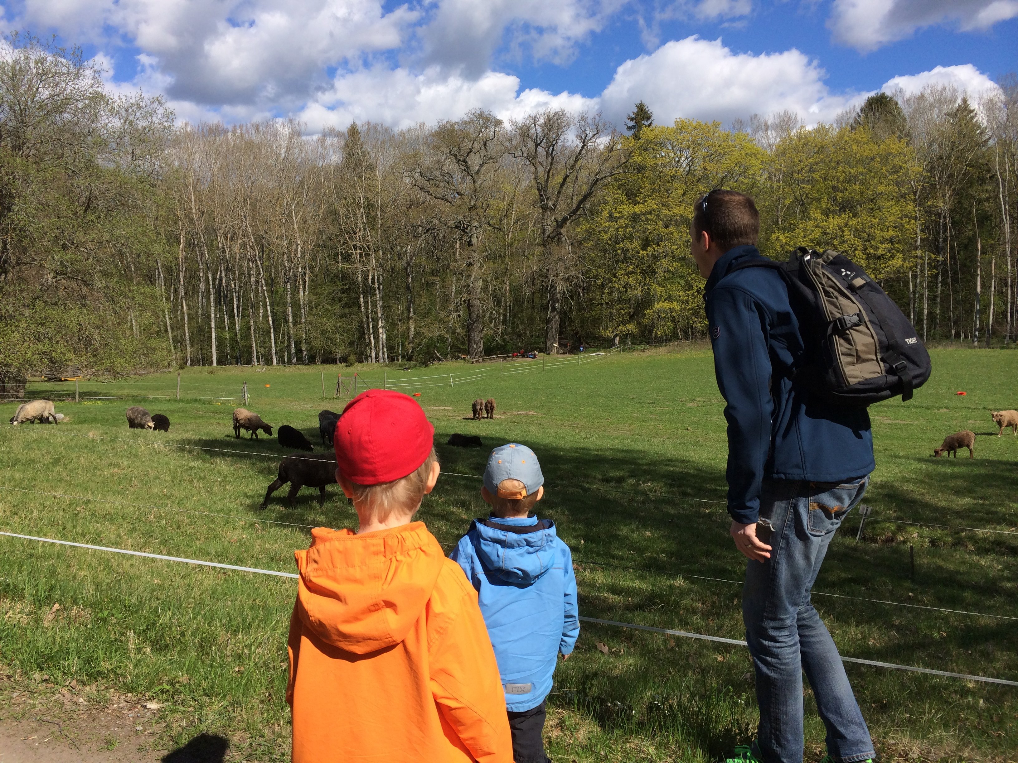En vuxen och två barn tittar på får som går i en hage. I bakgrunden är det skog.
