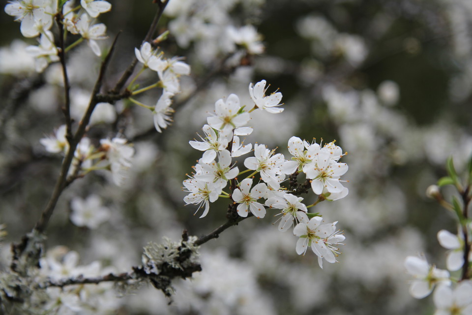 Vitblommande fruktträd.