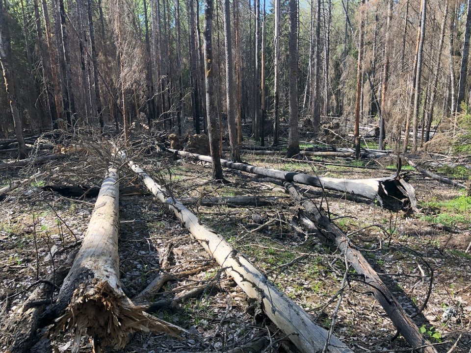 Brandfält i Hundsjöns naturreservat.