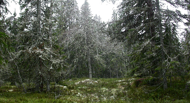 Skogsmiljö.