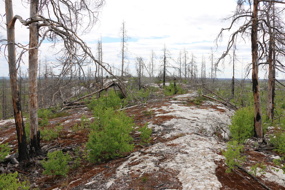 Lövsly som växer bland stående och liggande brända träd, en bergshäll med lite vegetation på.