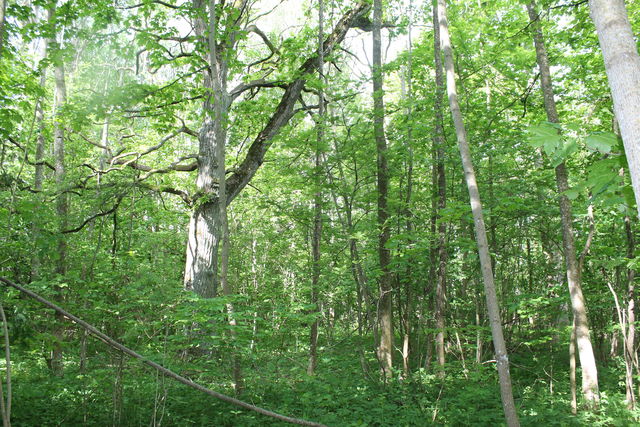 Långvrån naturreservat